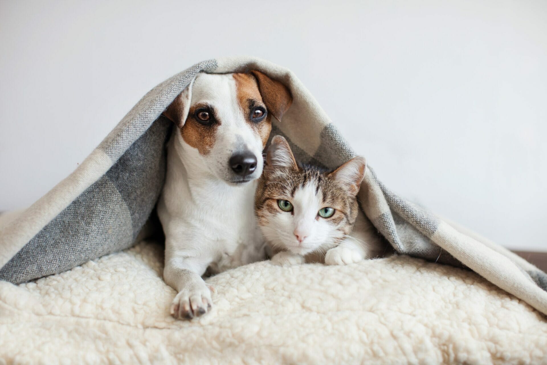 Dog and cat together Animal Waste Removal Services in Texas