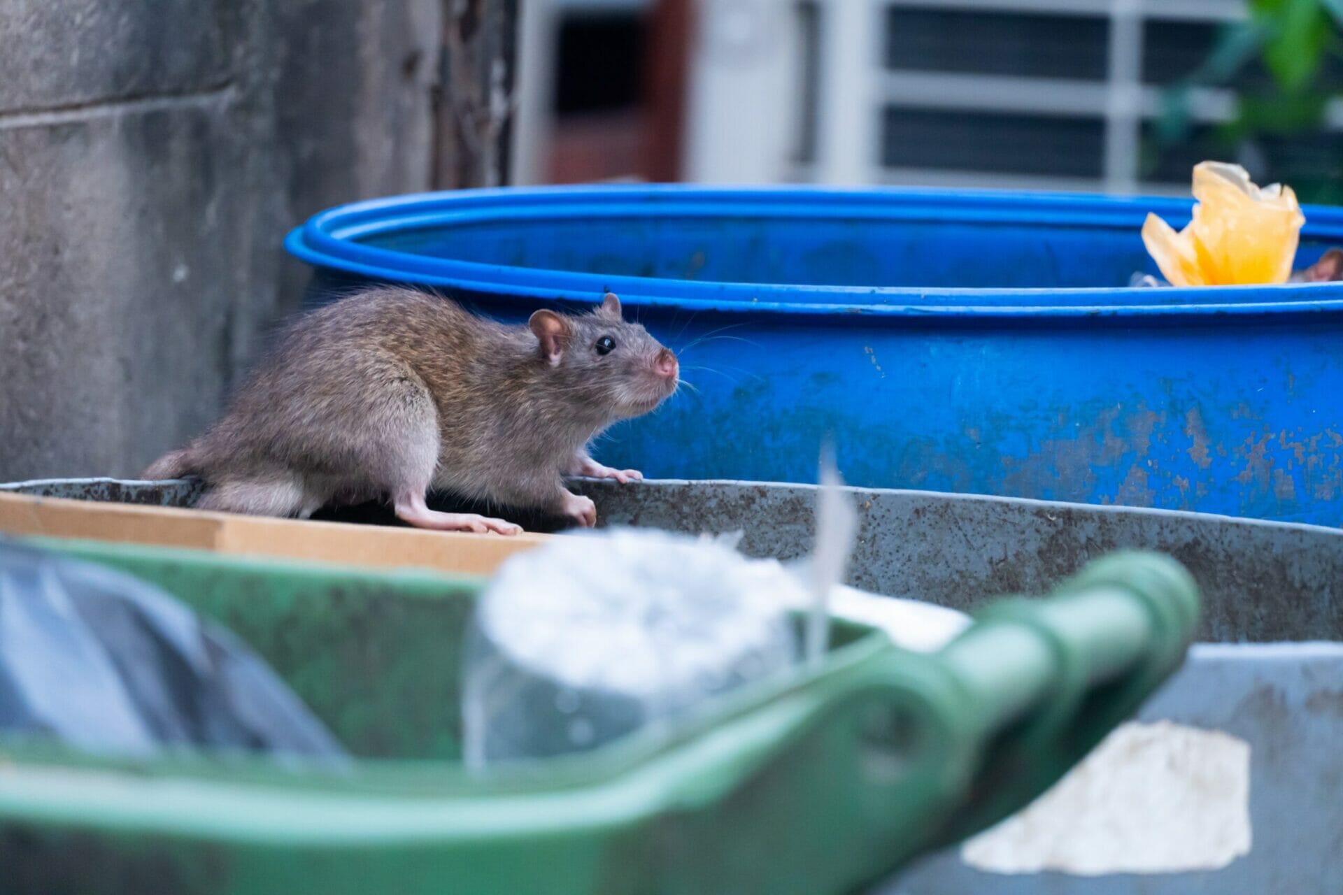 The rats are eating in the trash in the big city Animal Waste Cleaners Texas
