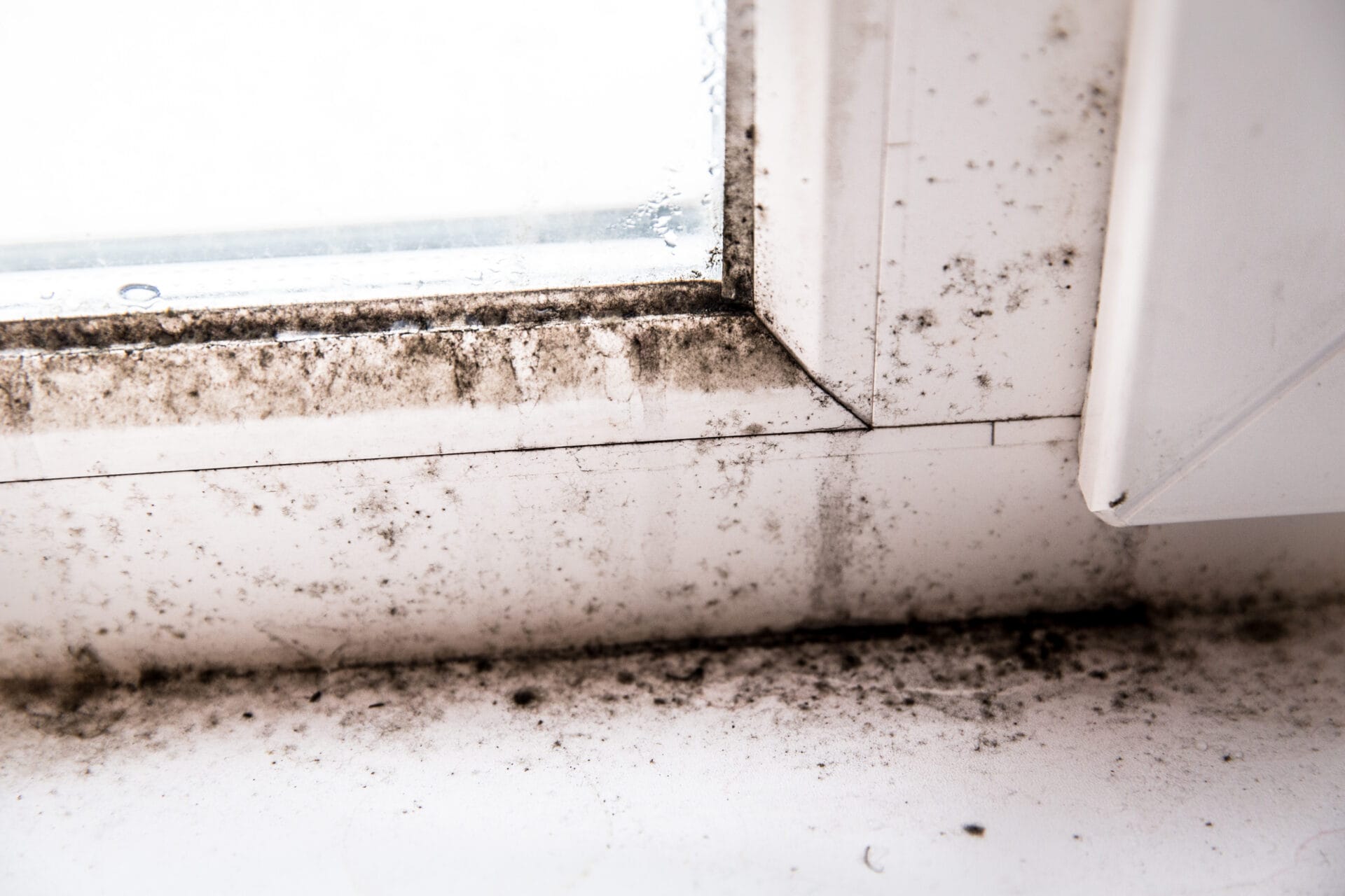 Mold Inspection Services. How do I know if I have black mold.