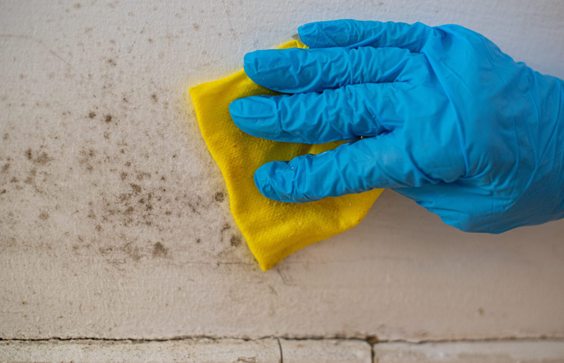 mold remediation houston