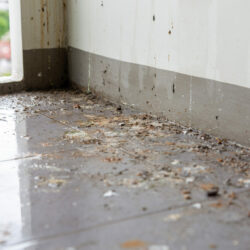 Birds or pigeons make floor and wall dirty by dropping a lots of