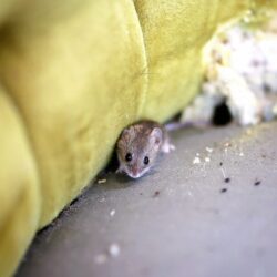 A little grey House Mouse is sitting by its nest in an old antique chair.