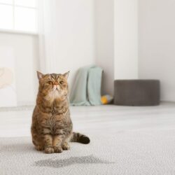 Cute cat near wet spot on carpet