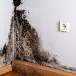 Air Quality and Mold Removal Texas