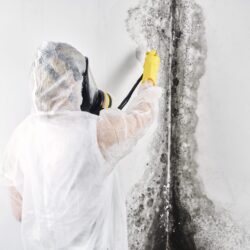 Best mold remediation and cleanup company