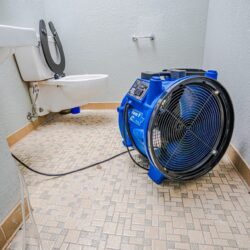 Professional Mold Clean Up Services Near Me