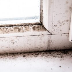 Mold Inspection Services. How do I know if I have black mold.